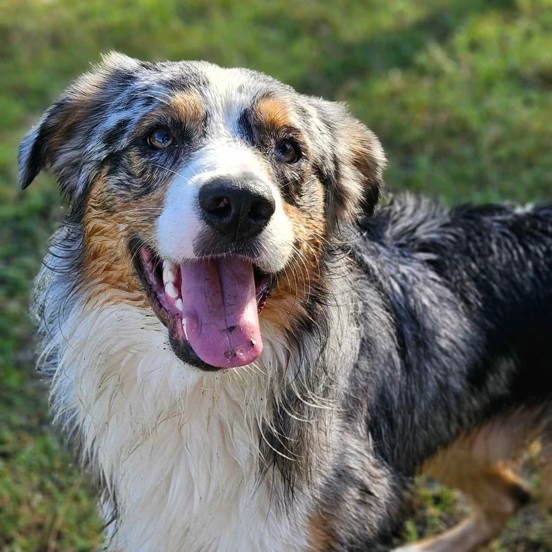 Test image for adoption