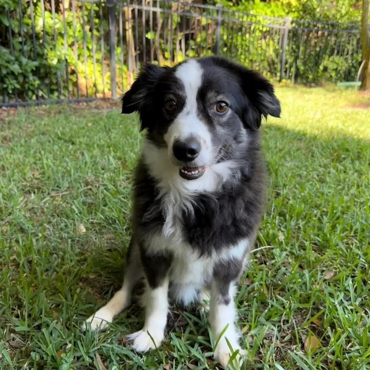 Image of dog named, Barnaby