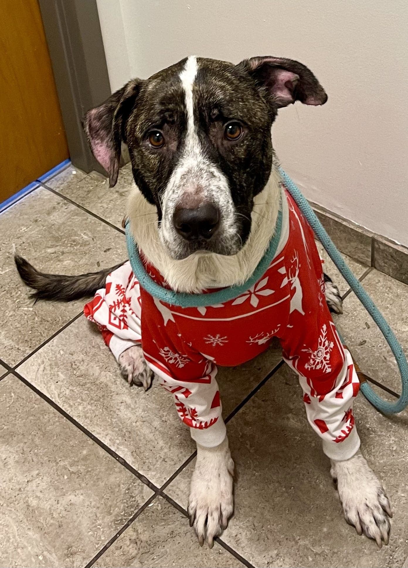 Image of dog named, Tanner