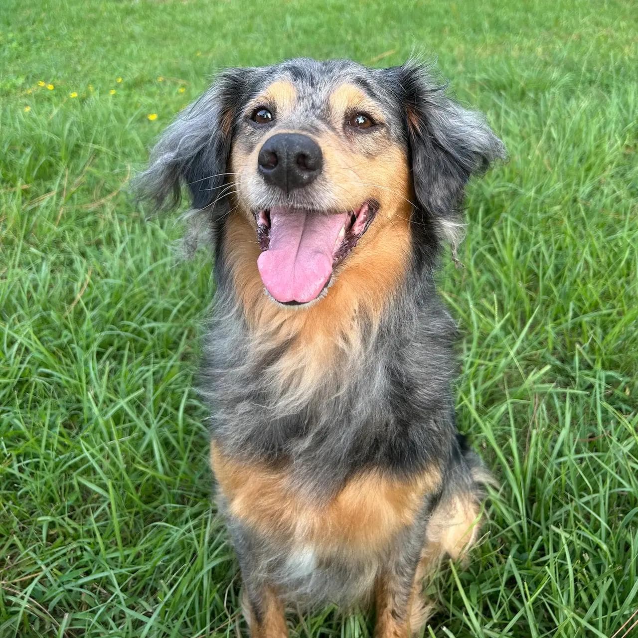 Image of dog named, Gracie