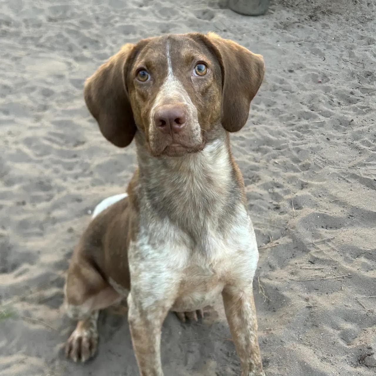 Image of dog named, Lucy