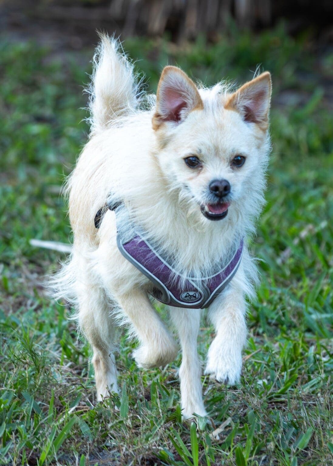 Image of dog named, Bronz