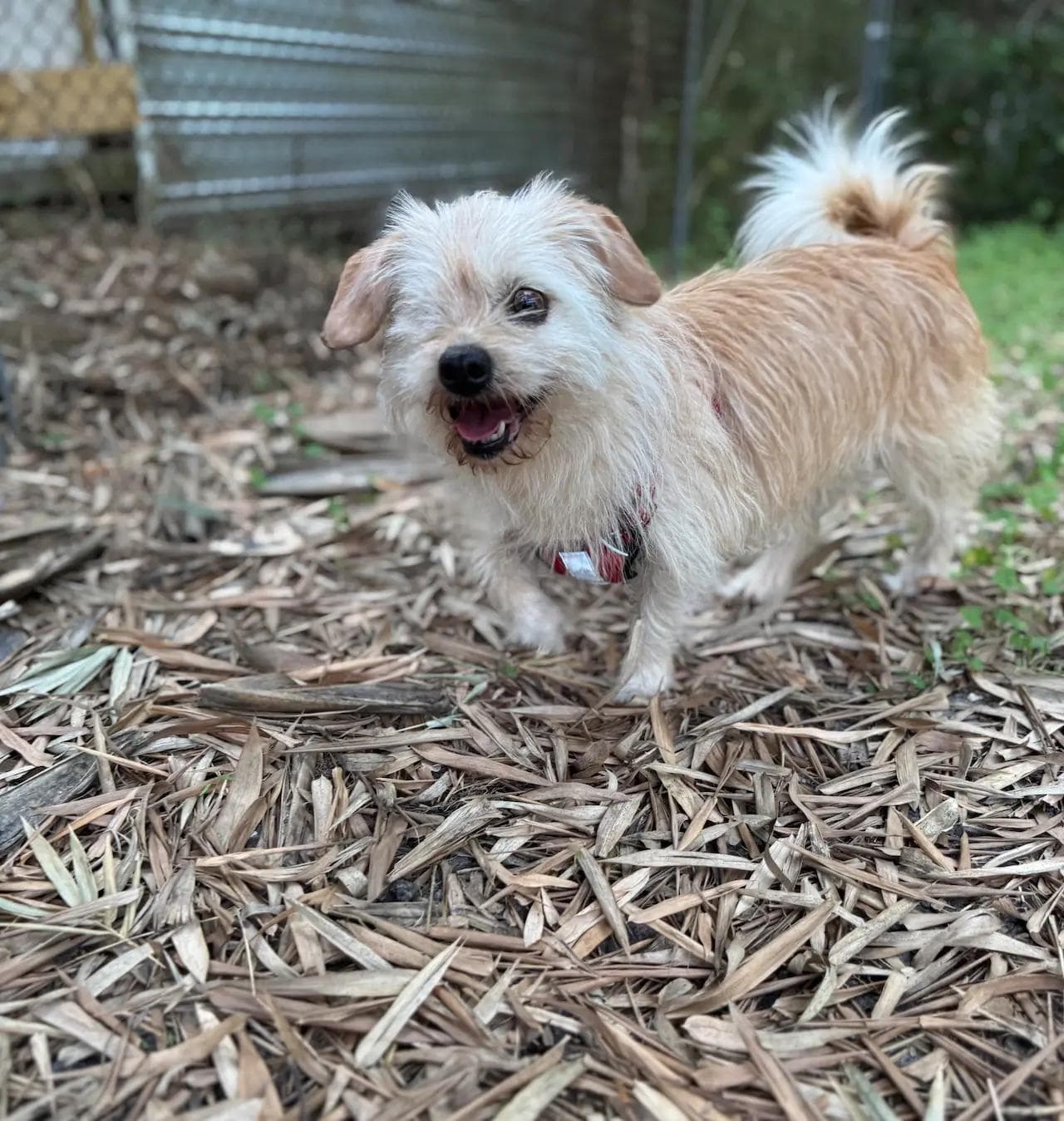 Image of dog named, Cricket