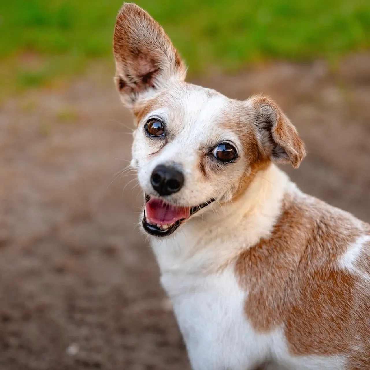 Image of dog named, Luna