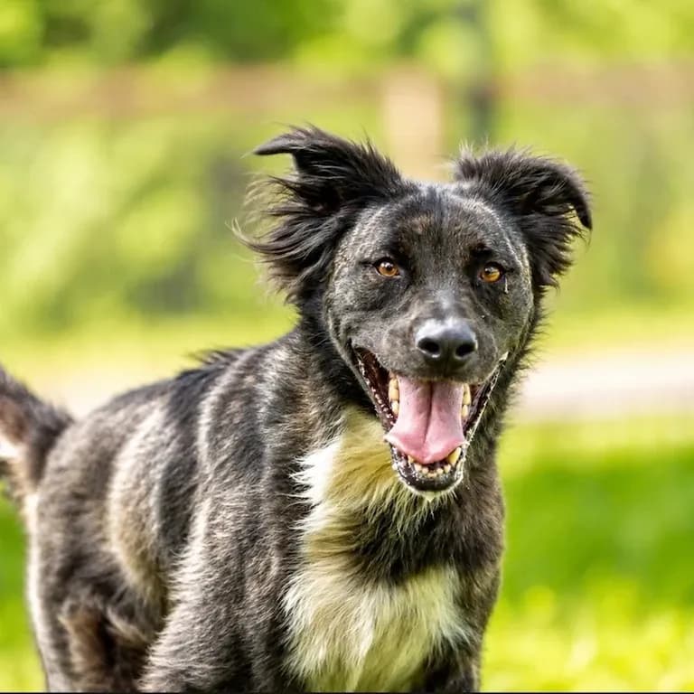 Image of dog named, Stitch