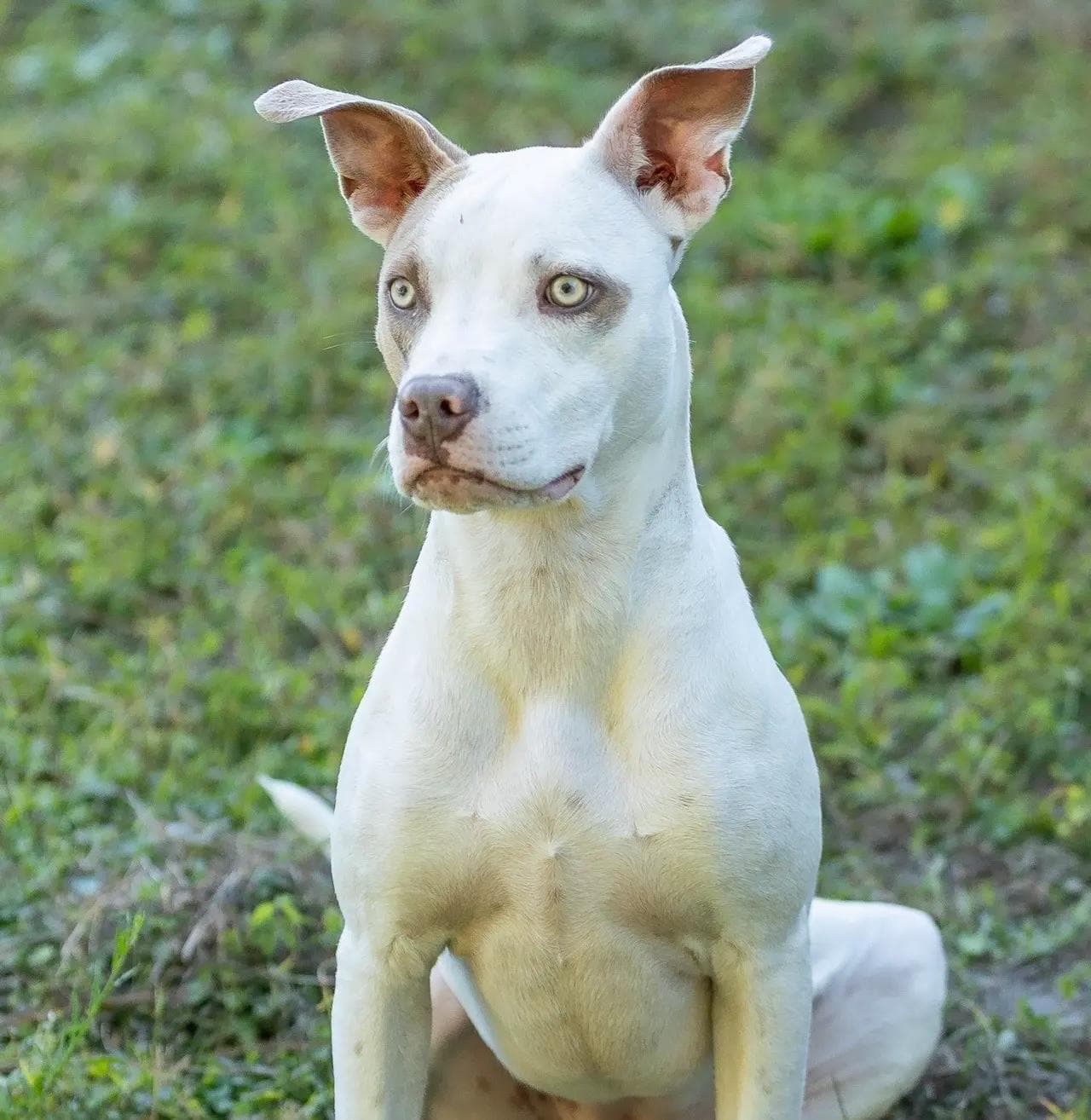 Image of dog named, Addaline