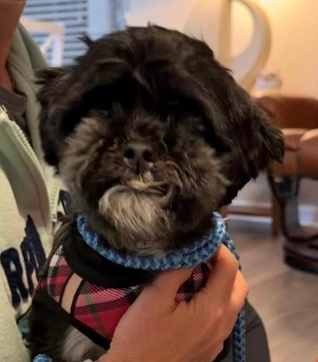 Image of dog named, Luna