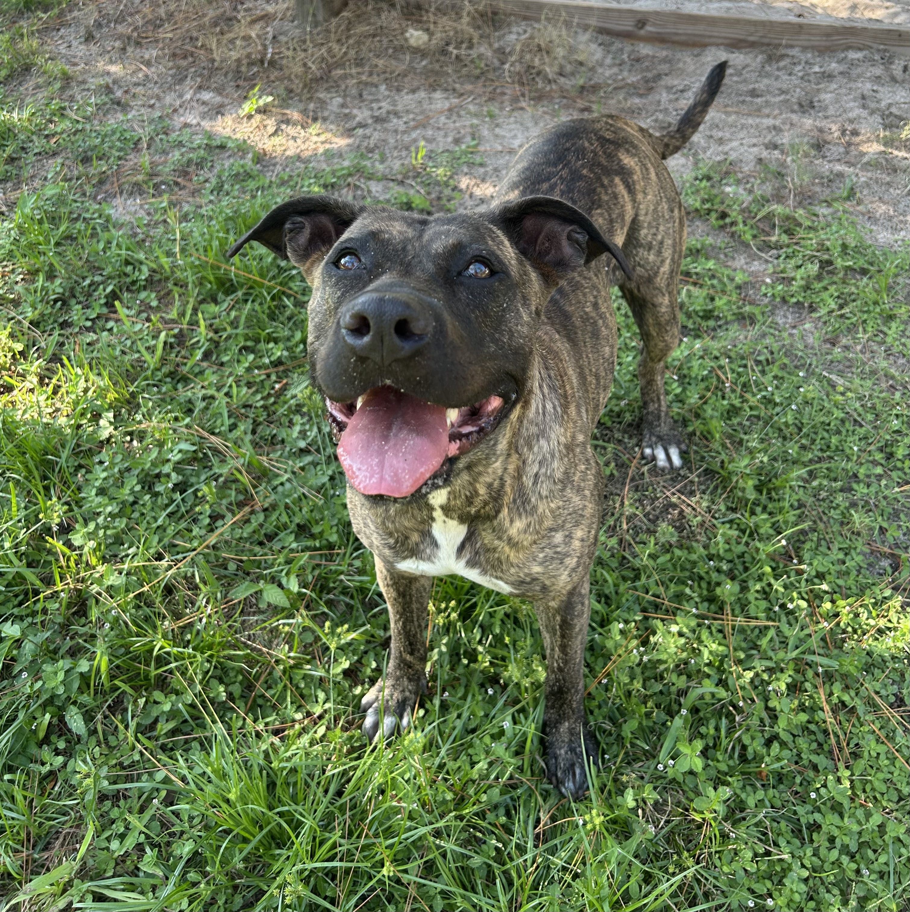 Image of dog named, Callie