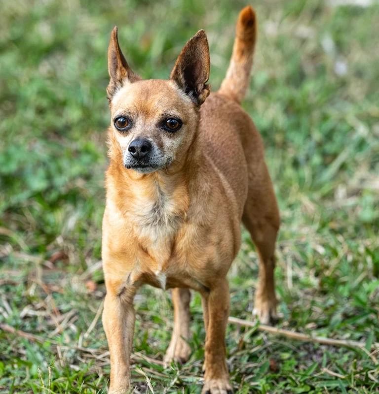 Image of dog named, Rudy