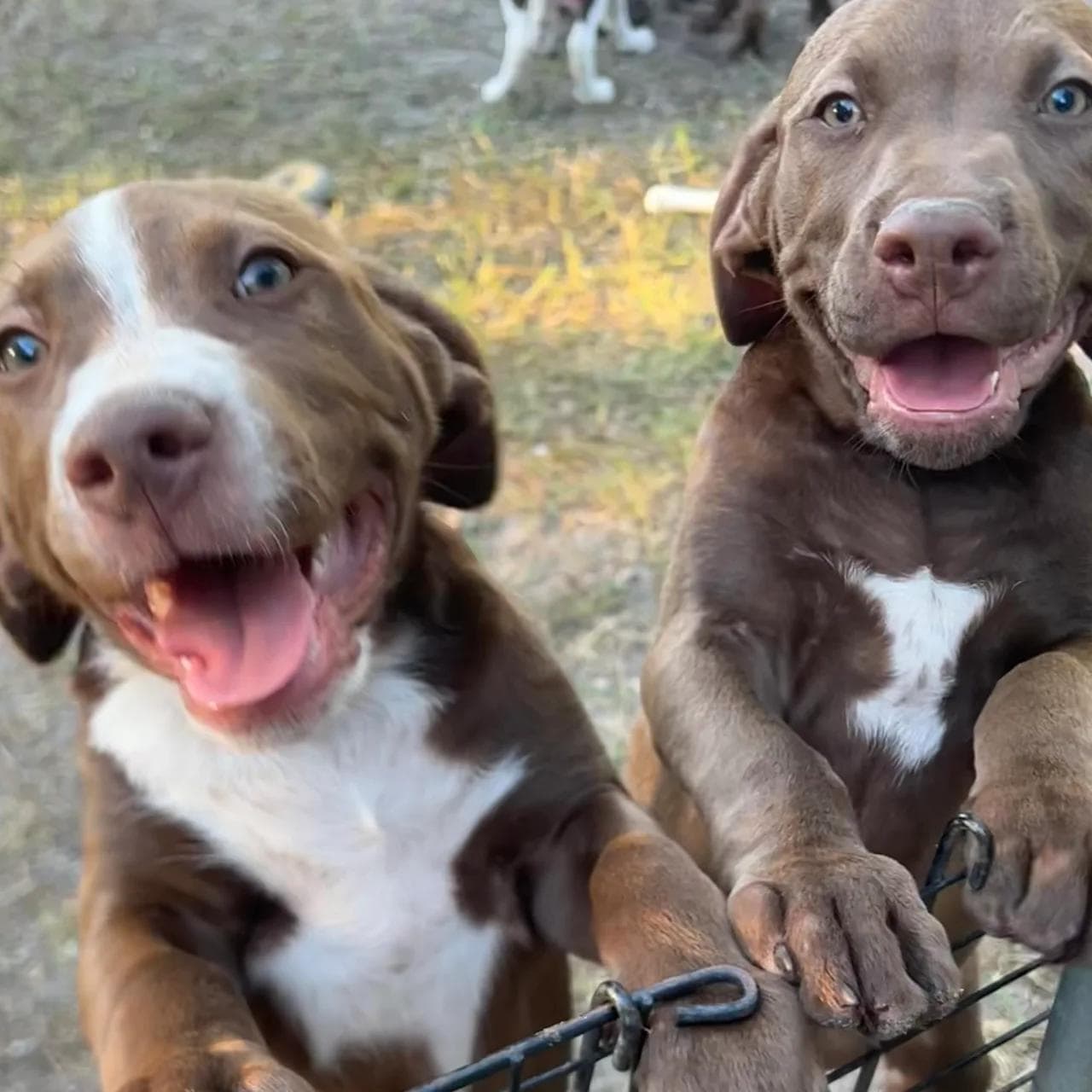 Image of dog named, Labrador Mix Puppies