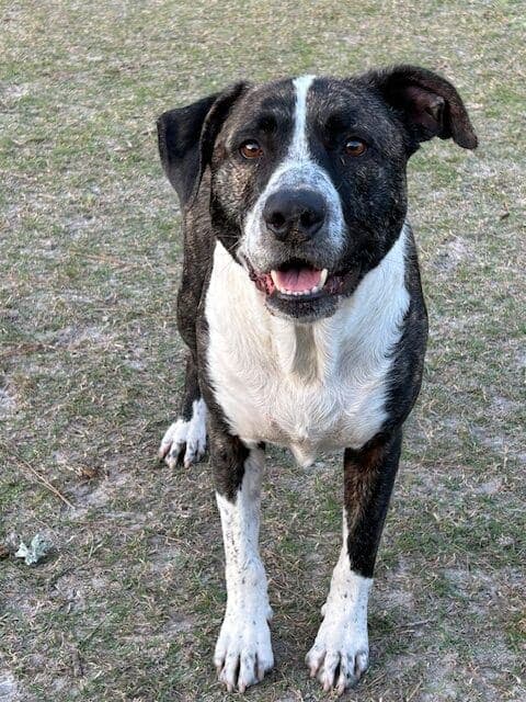 Image of dog named, Tanner