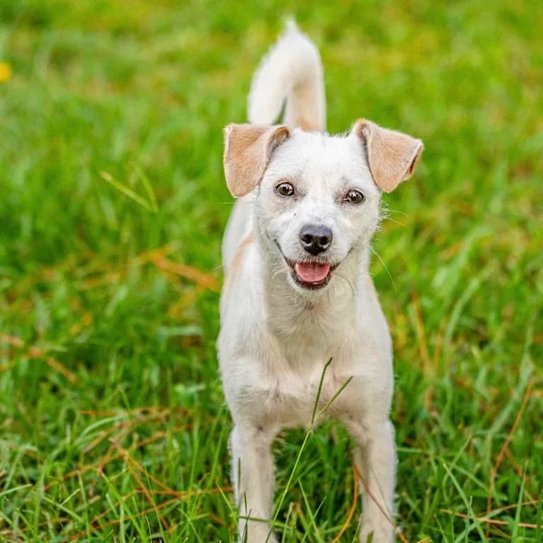 Image of dog named, Lemon