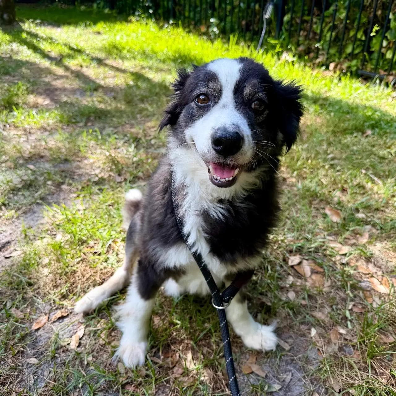 Image of dog named, Barnaby