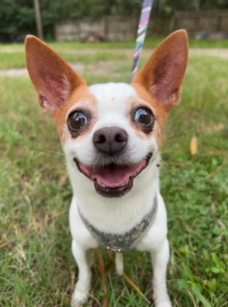 Image of dog named, Jax