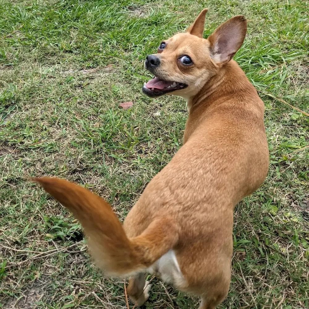 Image of dog named, Noonie