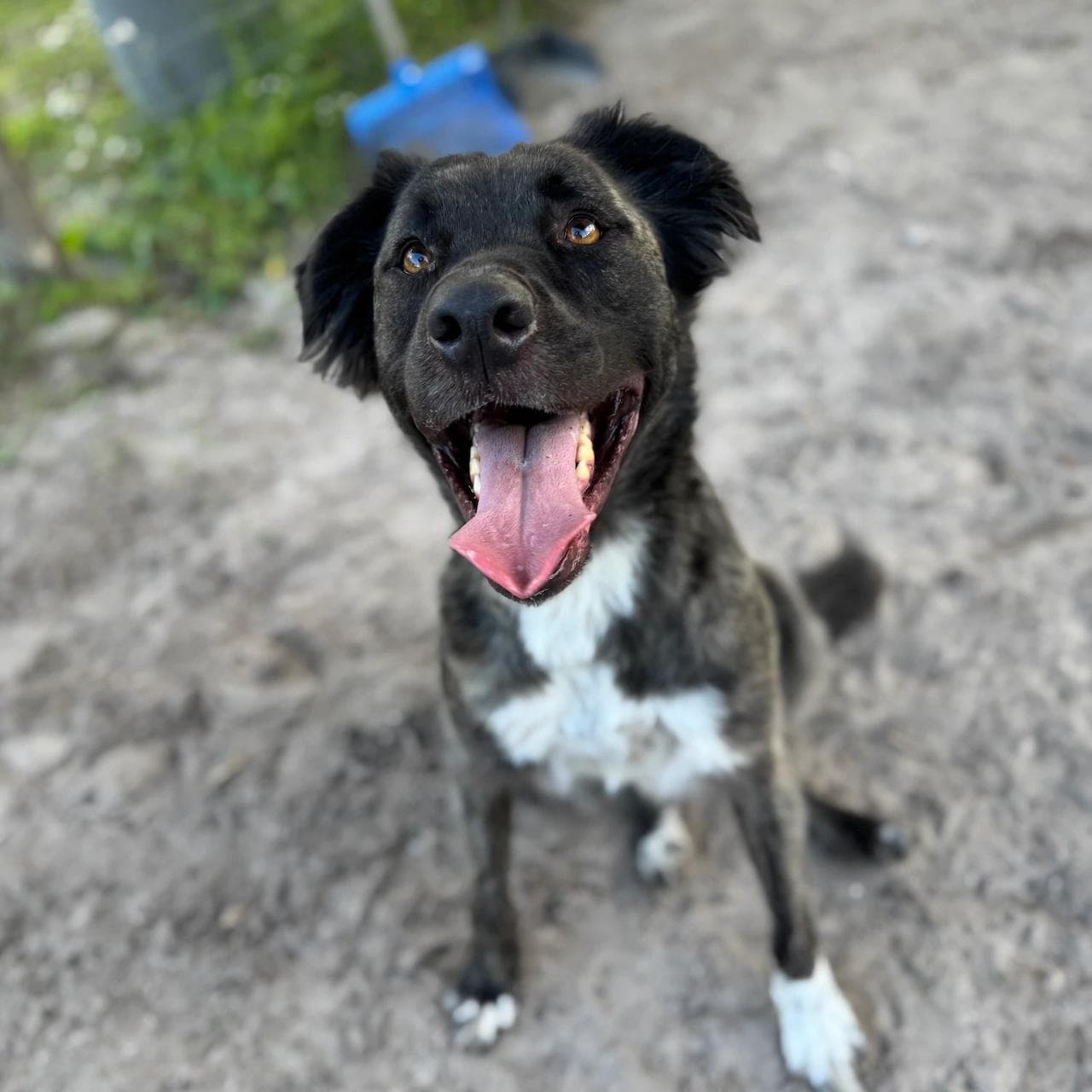 Image of dog named, Stitch