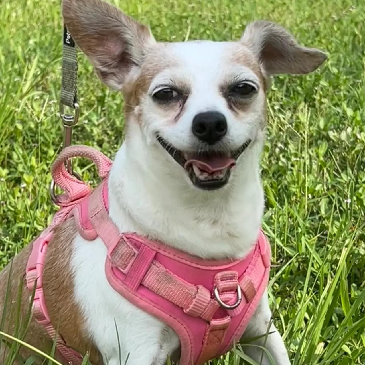Image of dog named, Luna