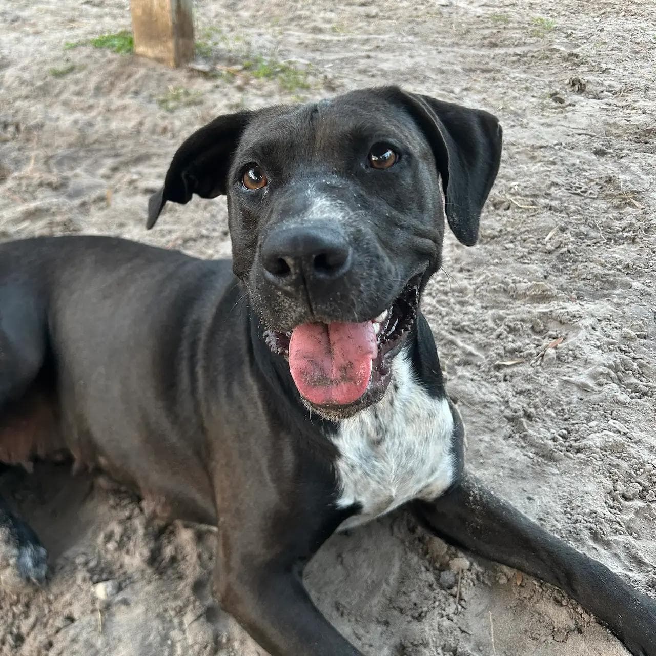 Image of dog named, Lilly