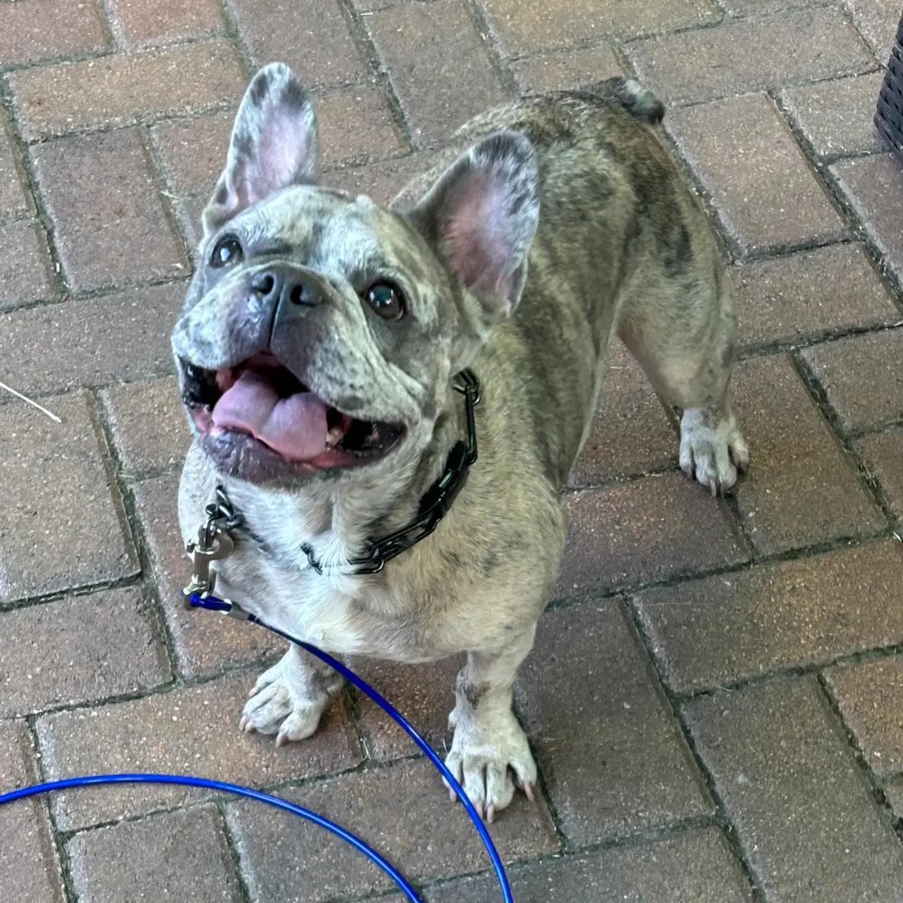 Image of dog named, Rambo
