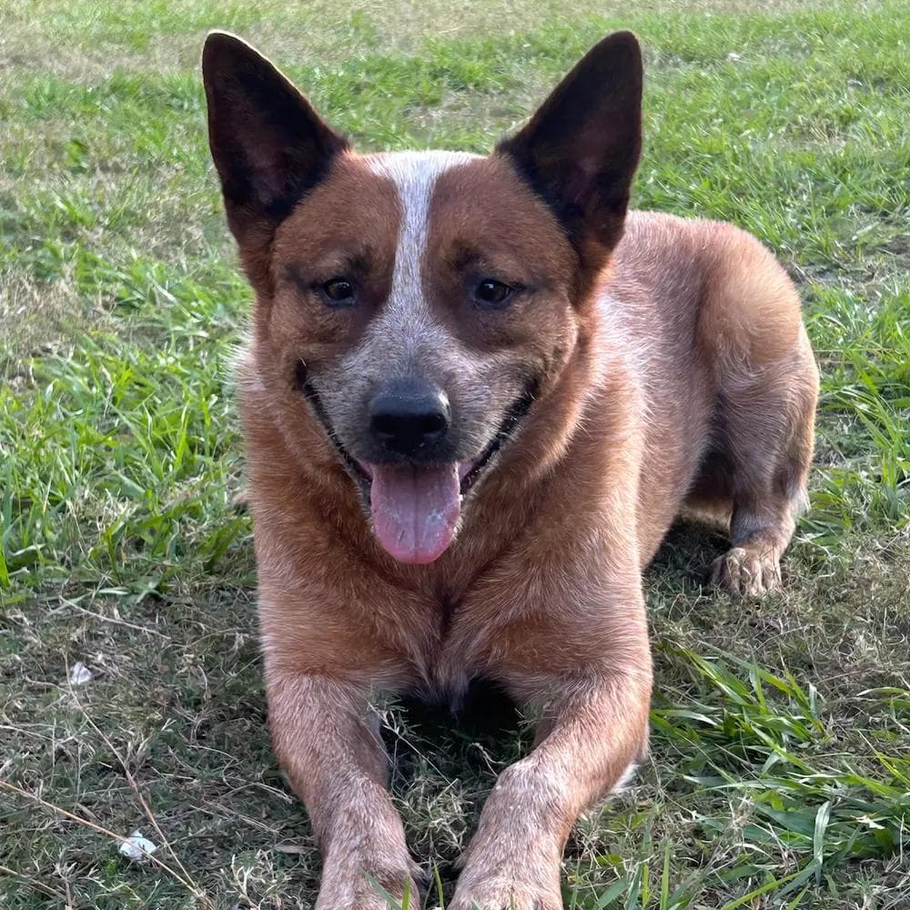 Image of dog named, Benji