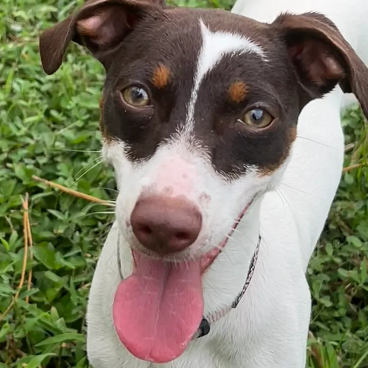 Image of dog named, Lilly