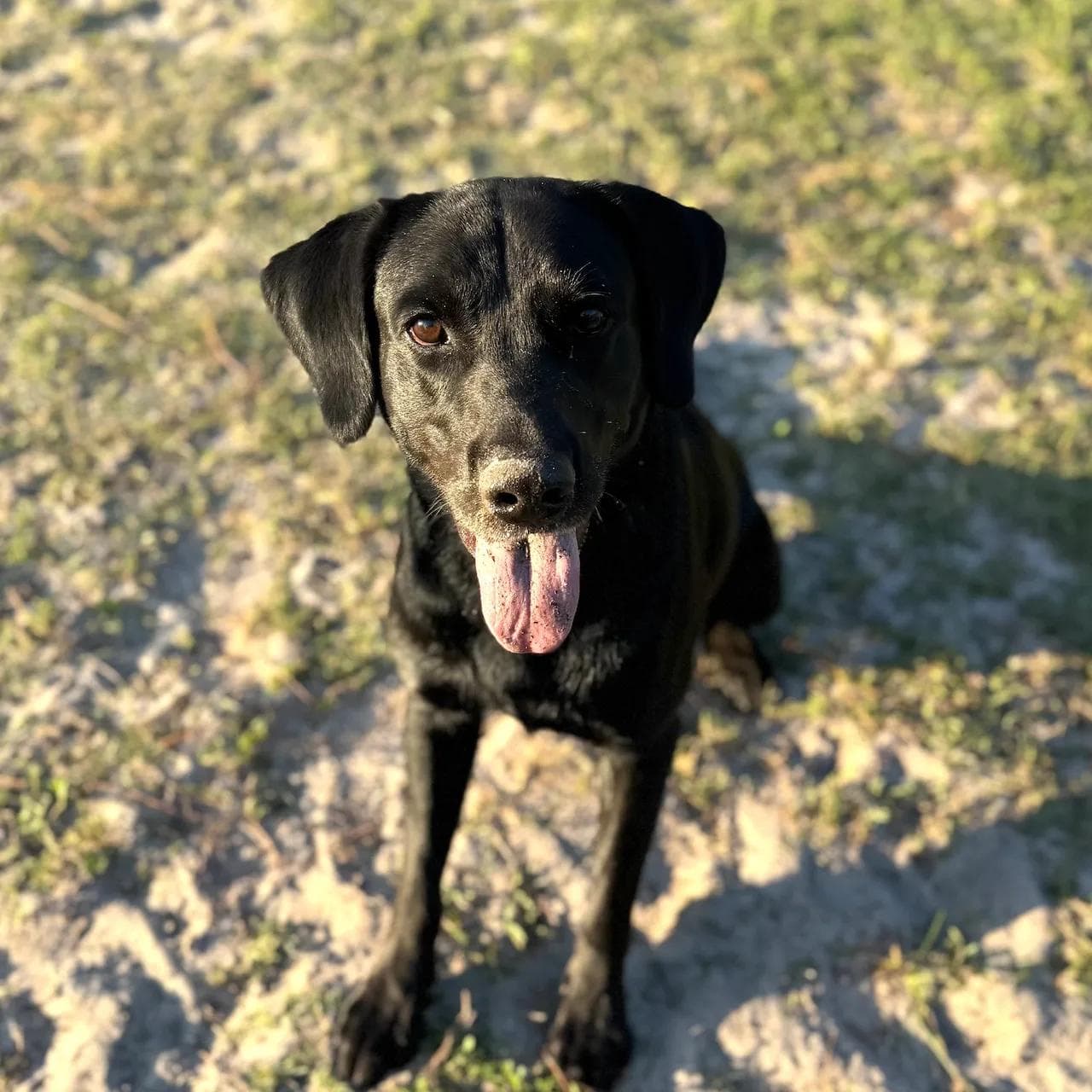 Image of dog named, Reggie
