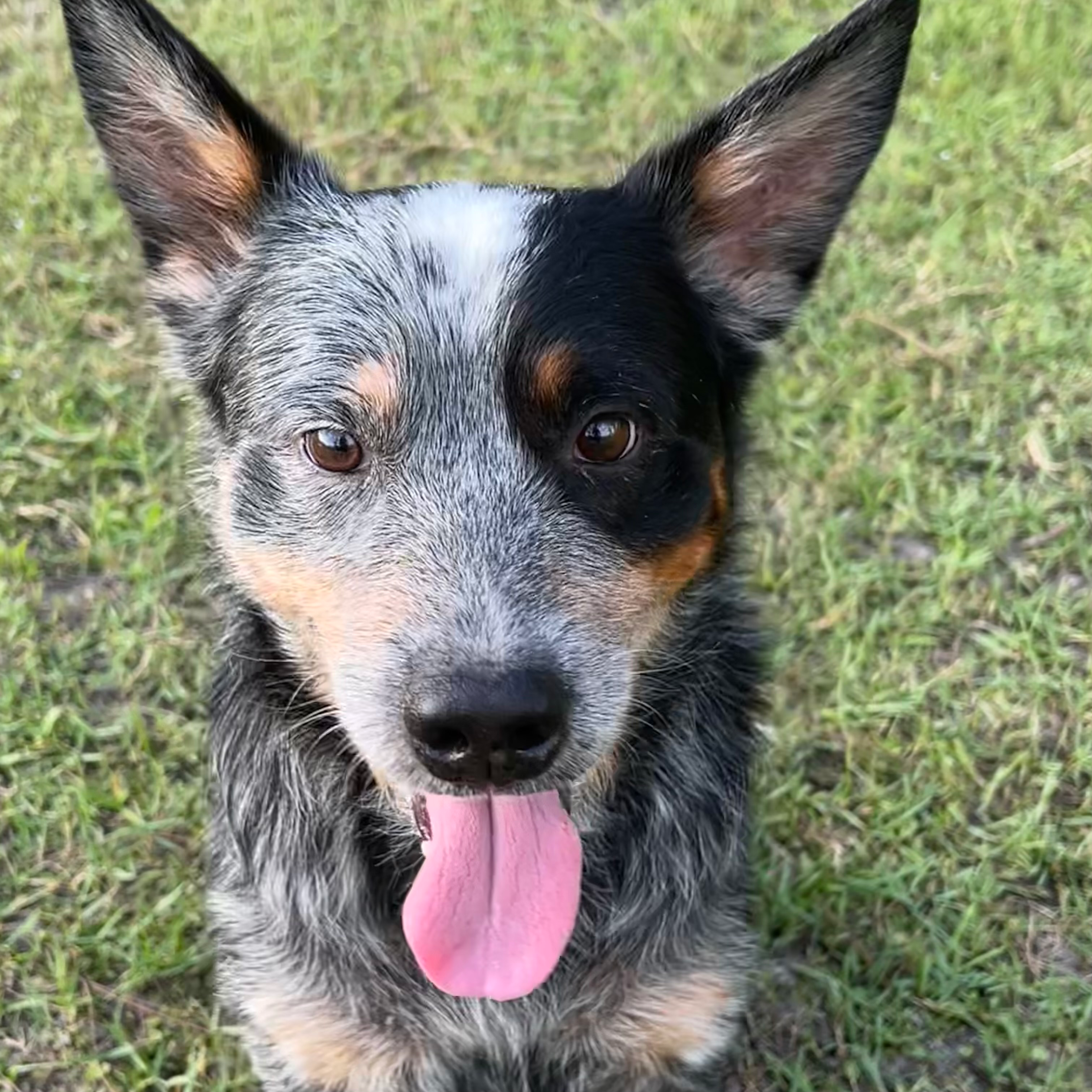 Image of dog named, Duke