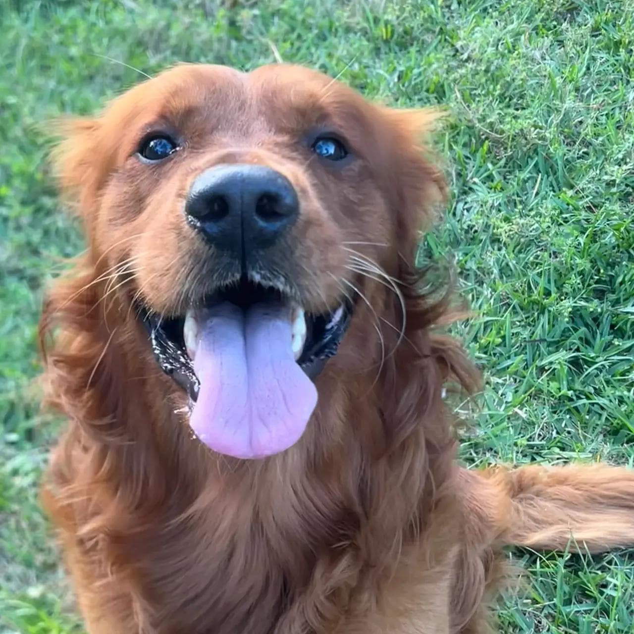 Image of dog named, Teco