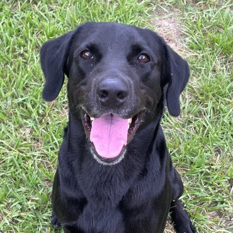 Image of dog named, Reggie