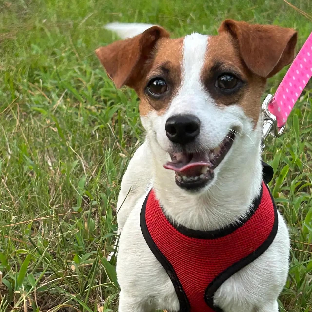 Image of dog named, Josephine