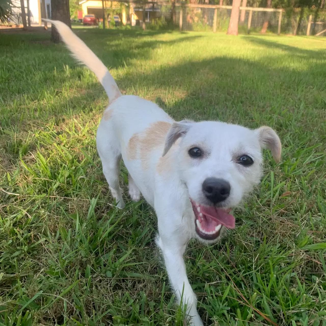 Image of dog named, Lemon
