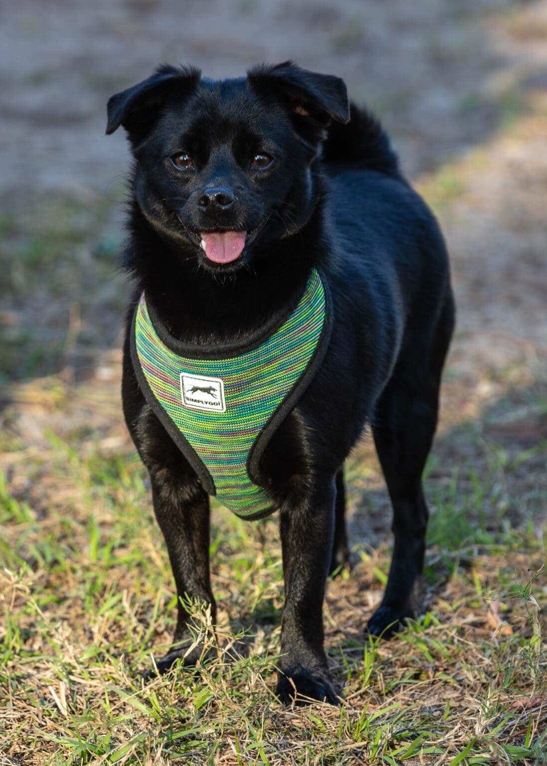 Image of dog named, Bear