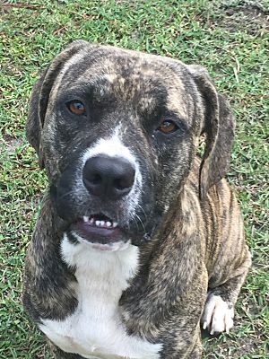 A brown and white dog sitting on the grass.