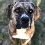 Person, an adoptable pit bull terrier mix in jacksonville, fl.
