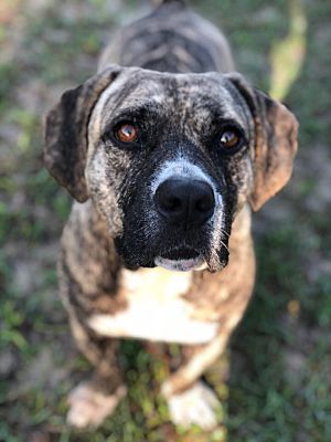Person, an adoptable pit bull terrier mix in jacksonville, fl.