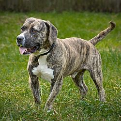 A brown and white dog standing in the grass.