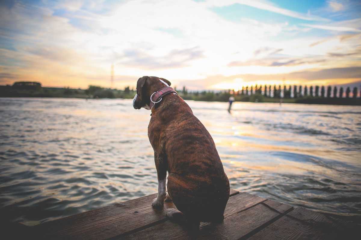 A dog is sitting on a dock looking at the water.