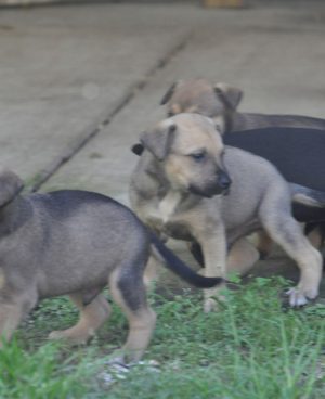 Three Puppies on Grass