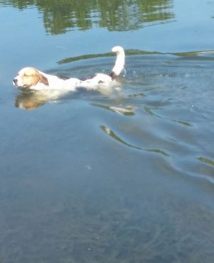 White Dog Partially Brown Swimming