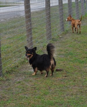 Chihuahua Dogs Near Fence