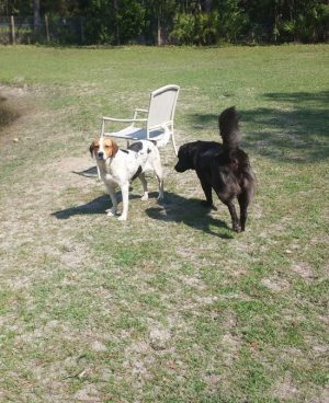 Two Dogs and a Chair