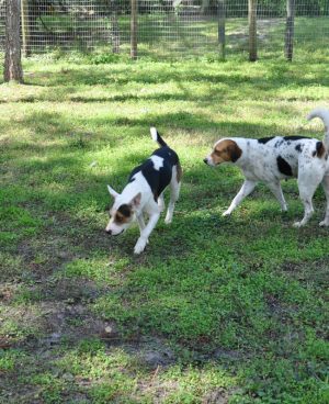 Two Big Dogs, Sniffing Around