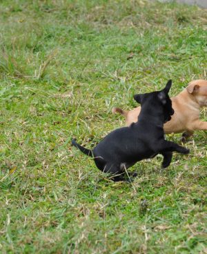 A Black and A Grey Puppies Playing