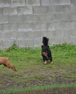 True Pit Bull and Grey Dog