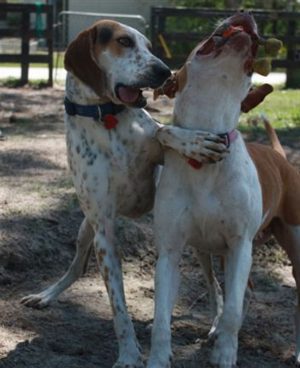 Treeing Walker Coonhound Playing