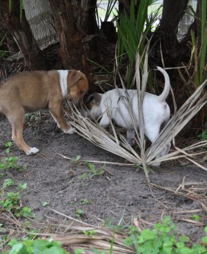 White and Grey Dogs near Tree