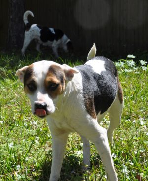 Two Dogs Sniffing and Searching Around