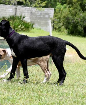 Black Hound Dog Standing