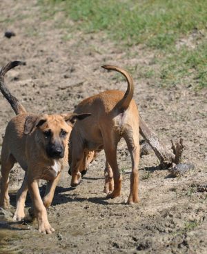 Two Hound Dogs, Walking