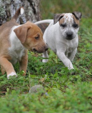 Two Puppies, Baby Steps on Field